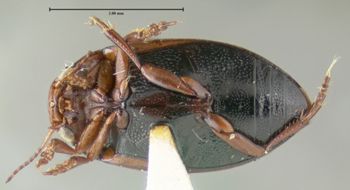 Media type: image;   Entomology 23903 Aspect: habitus ventral view